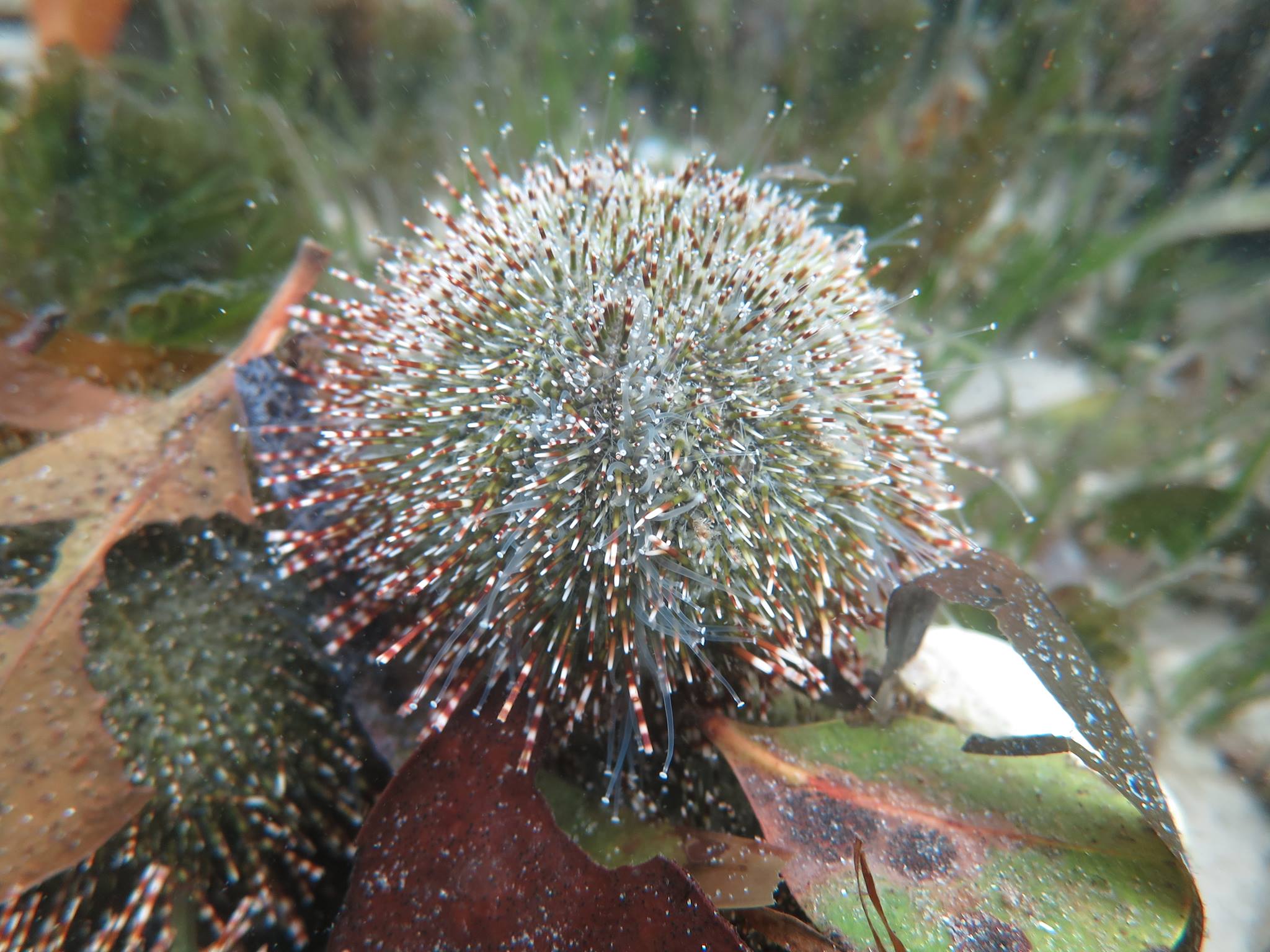 Great Barrier Reef Invertebrates Habitats Subtropical Coast