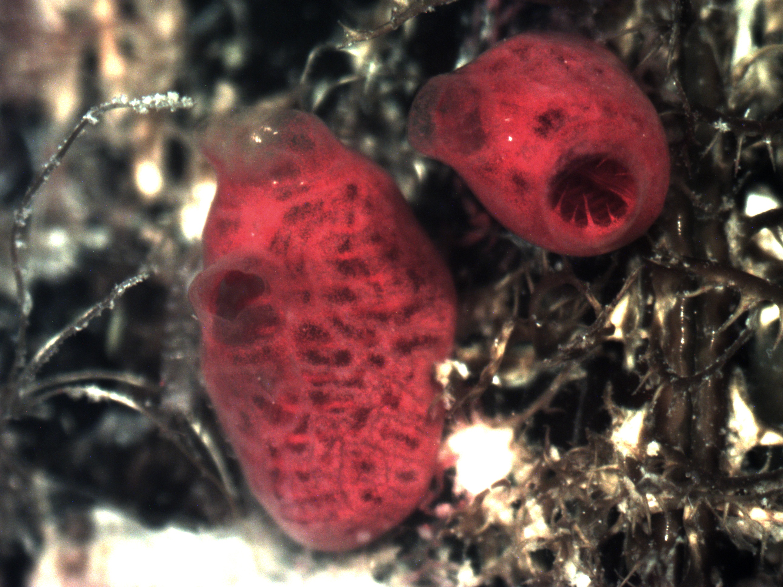 Great Barrier Reef Invertebrates Habitats Subtropical Coast