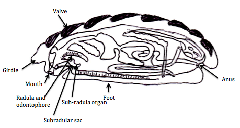 chiton sp