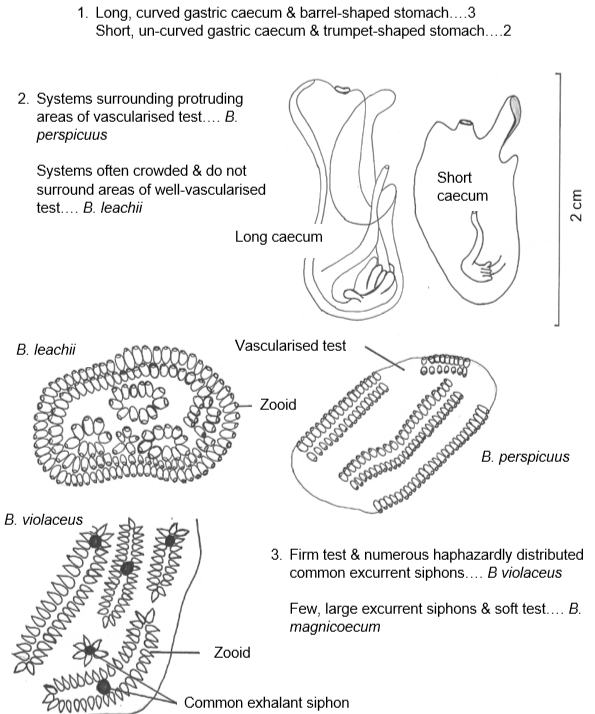 Great Barrier Reef Invertebrates > Classes > Student Project Figures