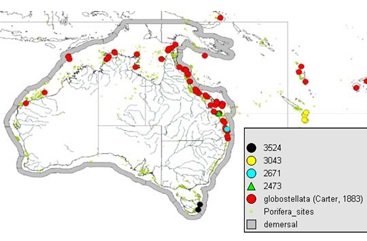 Australian distribution of Rhabdastrella globstellata