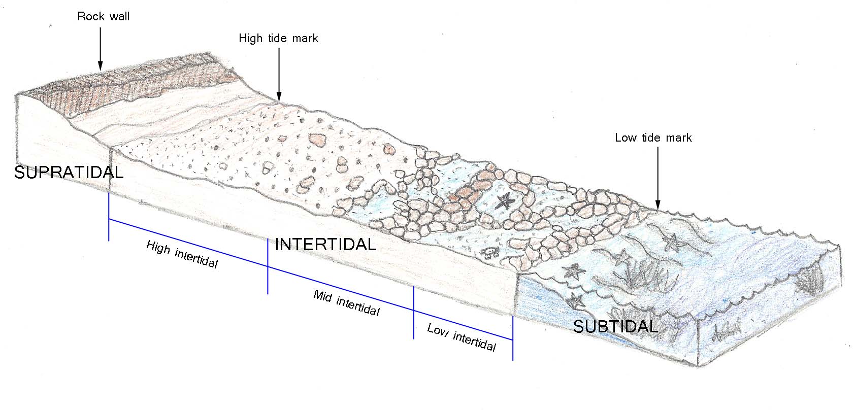 Intertidal zonation