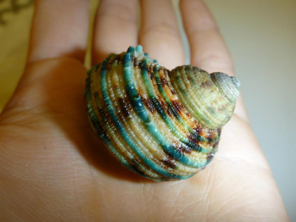 Turbo Perspeciosus